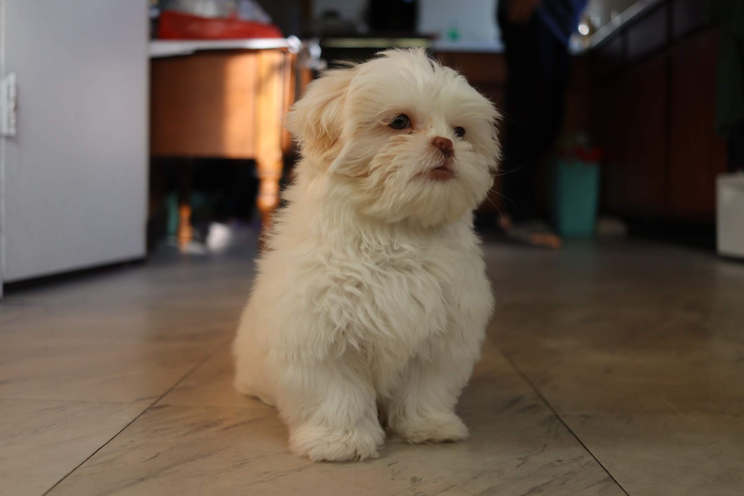 Koda: Derek's fluffy white puppy with a small snout and expressive eyes stands on a tile floor in a sunlit kitchen.