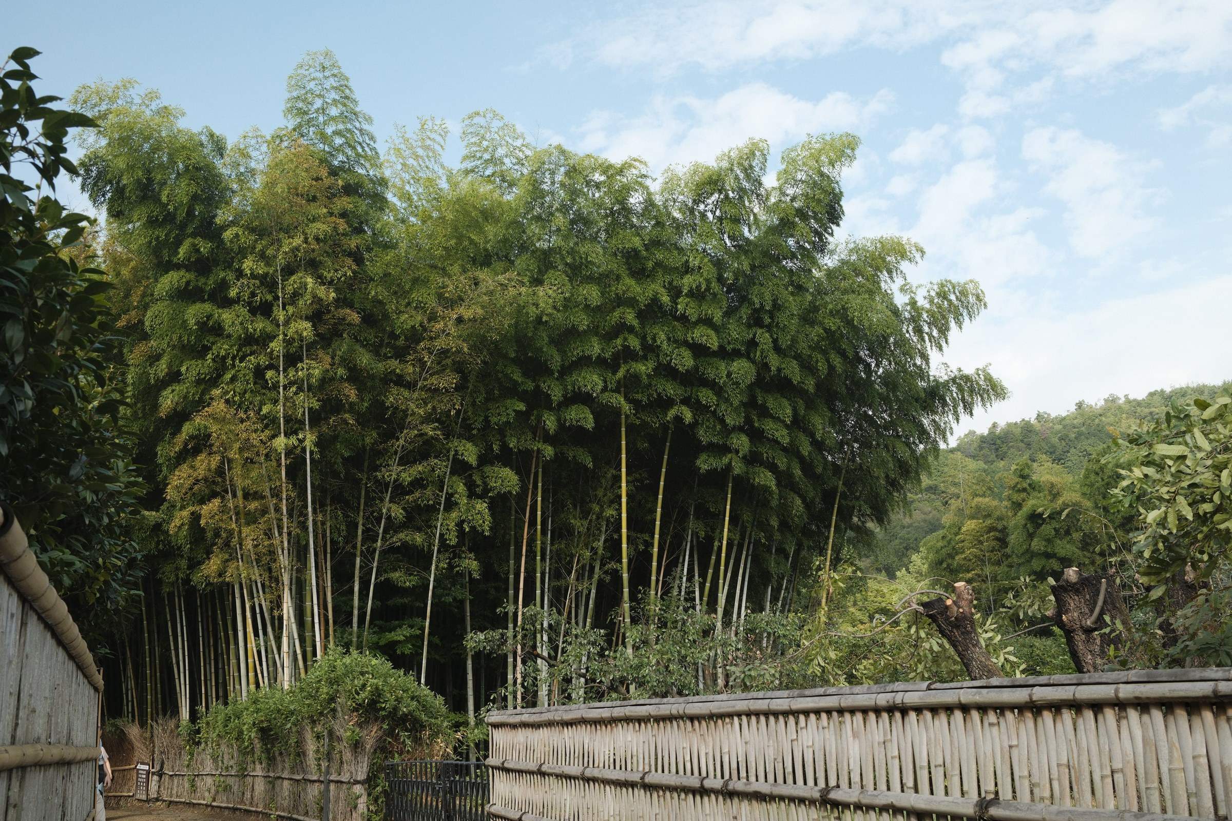 Tall, lush bamboo trees sway gently under a clear blue sky at Arashiyama Bamboo Forest, bordered by a traditional wooden fence and surrounded by verdant greenery, capturing the tranquility of a serene natural setting.