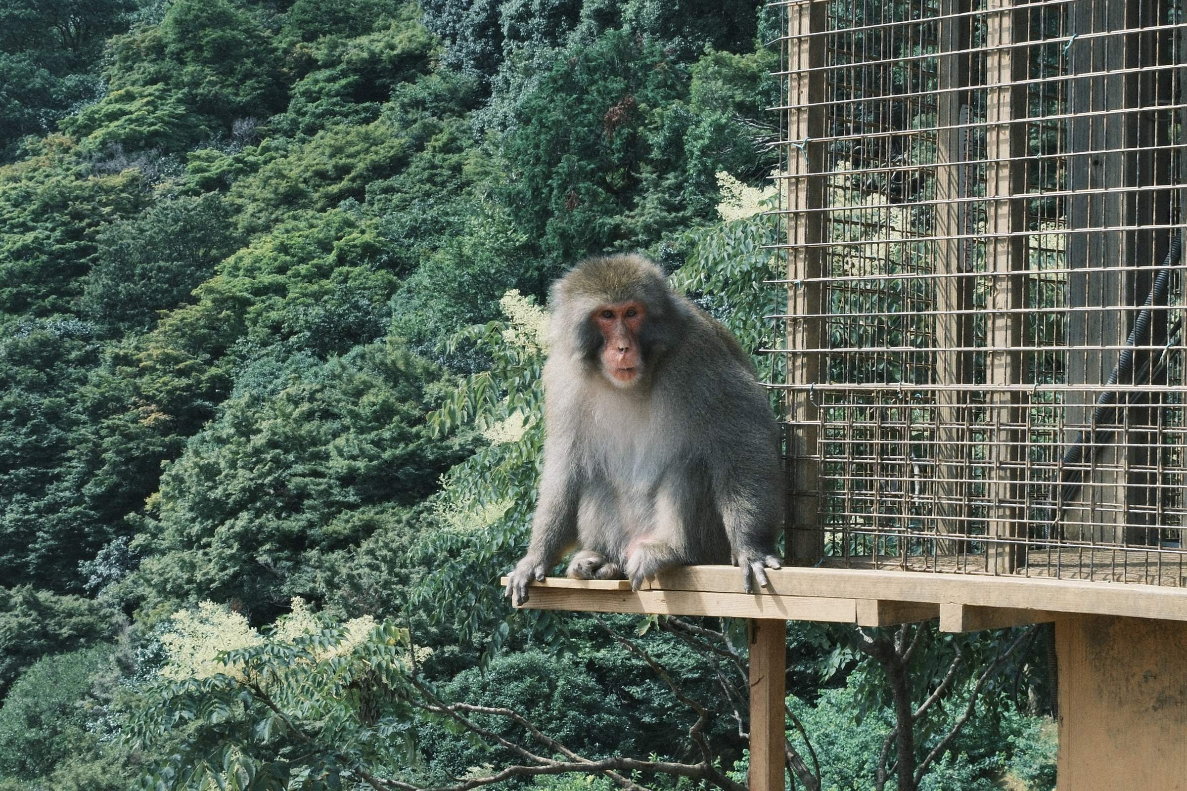 Close-up photo of a monkey sitting on a wooden ledge at Arashiyama Monkey Park