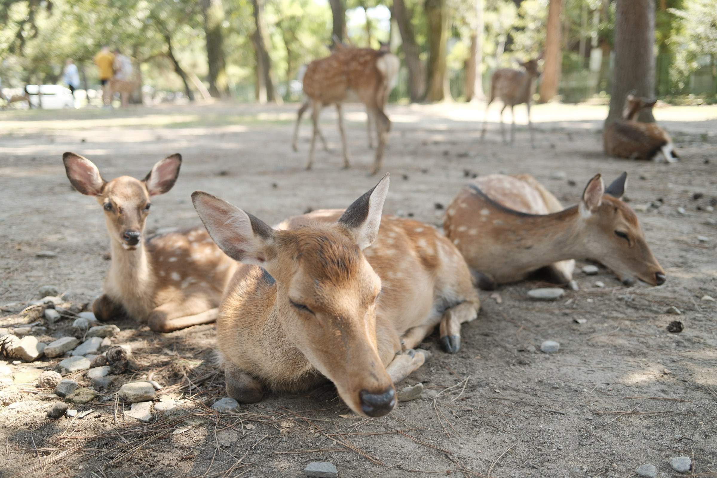 A close-up of three deer at Nara Park