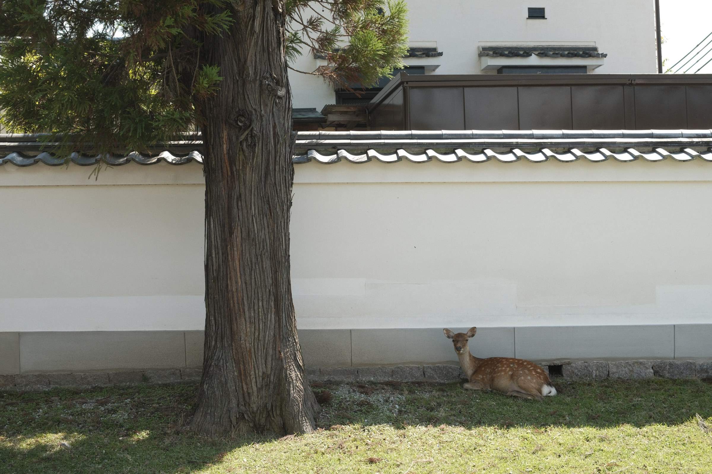 A deer lying in the shade against a large white wall, next to a tree